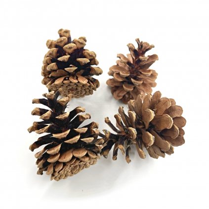 Pine cone 8-10 cm for making decorations