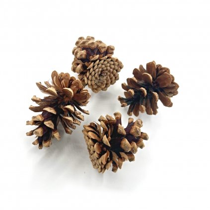 Pine cone 5-7 cm for making decorations