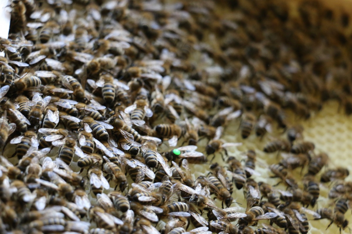 bees_combs_insect_queen_bee_honey_beehive_beekeeper_hive-519422.jpg!d