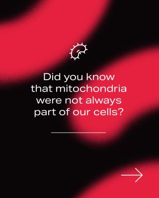 We usually think of mitochondria as the tiny “powerhouses” of our cells. ⚡ But their story is much more fascinating (But...