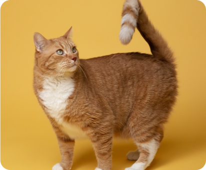 Nová kolekce krmení pro kočky