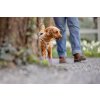 CURLI Postroj pre psov Alpine Light Gray M 6-9 kg