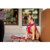 CURLI Postroj pre psov so sponou Air-Mesh Ruby XL, 12-18 kg