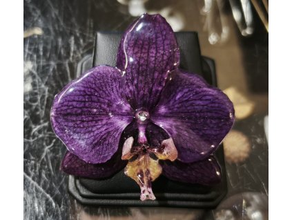 Orchidej Eternelle