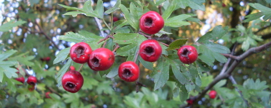 1280px-Hawthorn_fruit