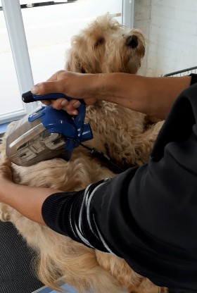 Vycesavani psu. S elektrickým kartáčem ADB Petite snadno a rychle