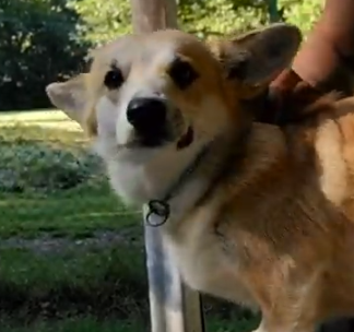 Nejlepší kartáče na psy Welsh Corgi. Vyzkoušeno