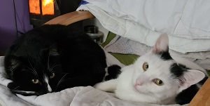 Jak odstranit zápach kočičí moči. Rychle a důkladně.