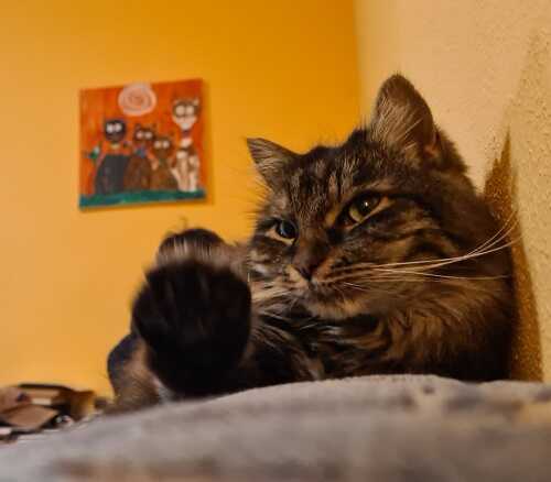 Jak omezit línáni kočky. Pomozte jí (i sobě) odstranit volné chlupy