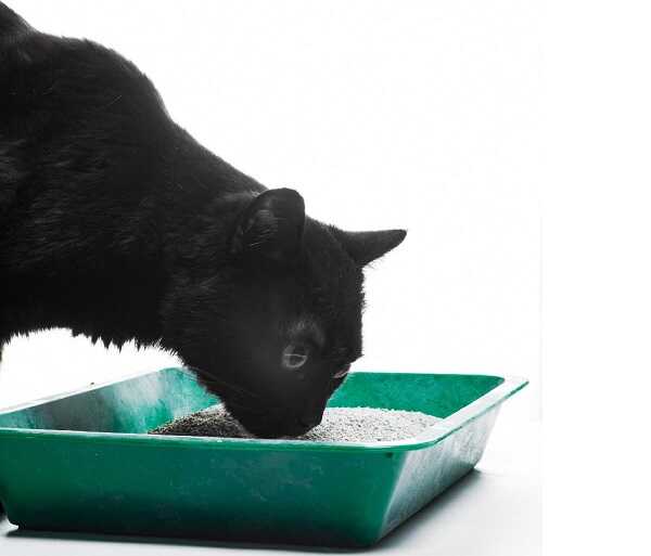 Nejlepší kočičí podestýlka a její likvidace