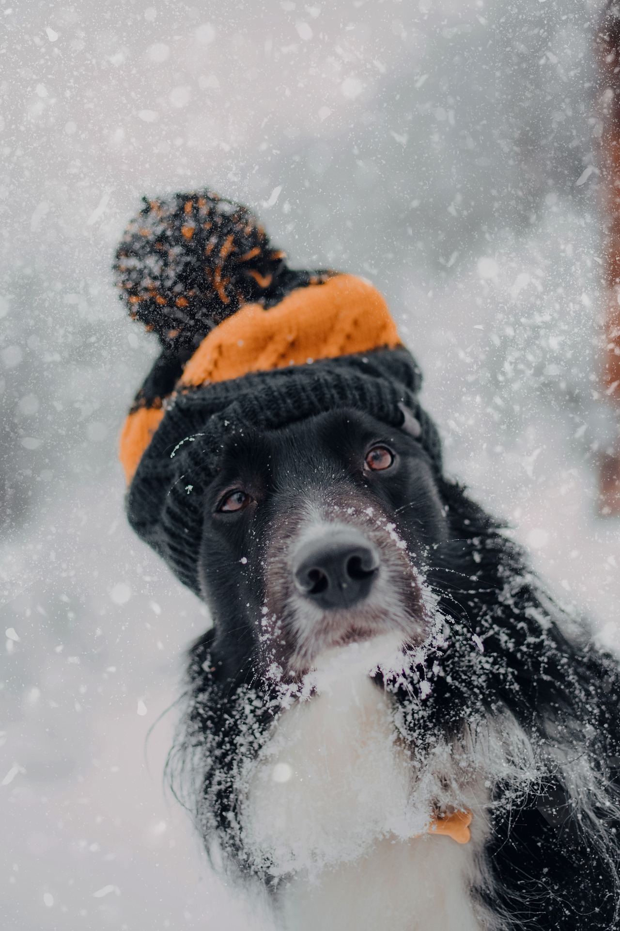 Pes, sníh a mráz. Důležité zásady pro udržení zdraví
