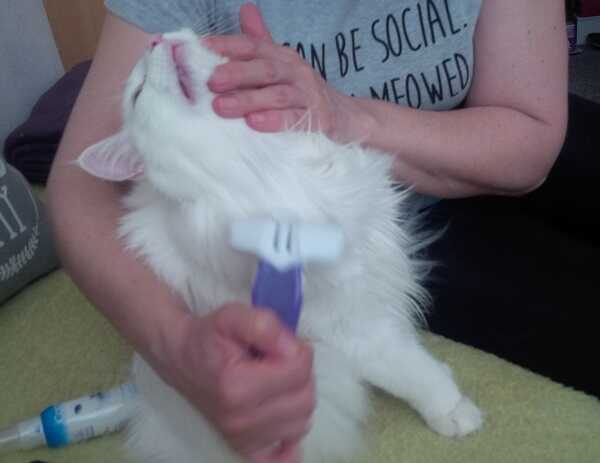 Vyčesávání mainské mývalí a norské lesní kočky