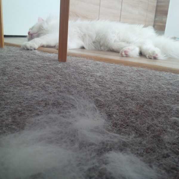 Vysavač na kočičí chlupy. Ten nejlepší vysává i kočku.