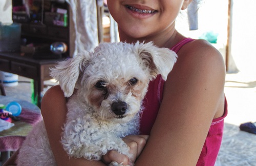 Jak vyčistit koberec od psí moči. Využijete i pro čištění sedačky a matrace