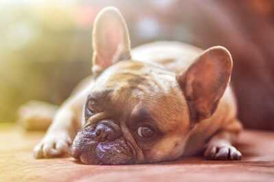 pohlcovac-pachu-pes-buldog-400_optimized