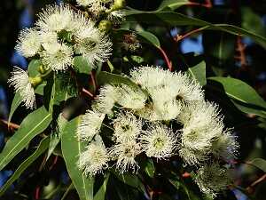 eukalyptus-kvet-a-list-300_optimized