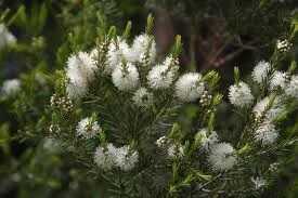 tea-tree-vune-kvet-275_optimized
