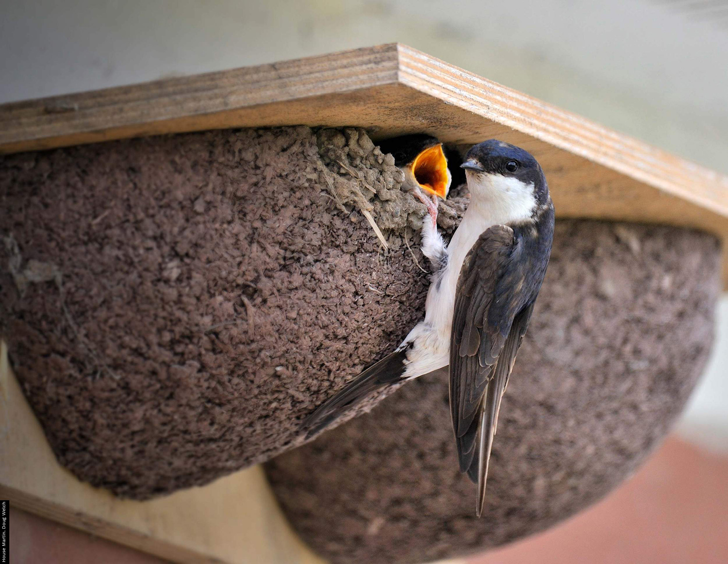 Náhradní hnízda pro vlaštovky a jiřičky