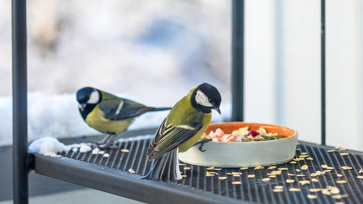 Krmíme ptáky na balkoně aneb Jak proměnit svůj balkón v malý ptačí ráj