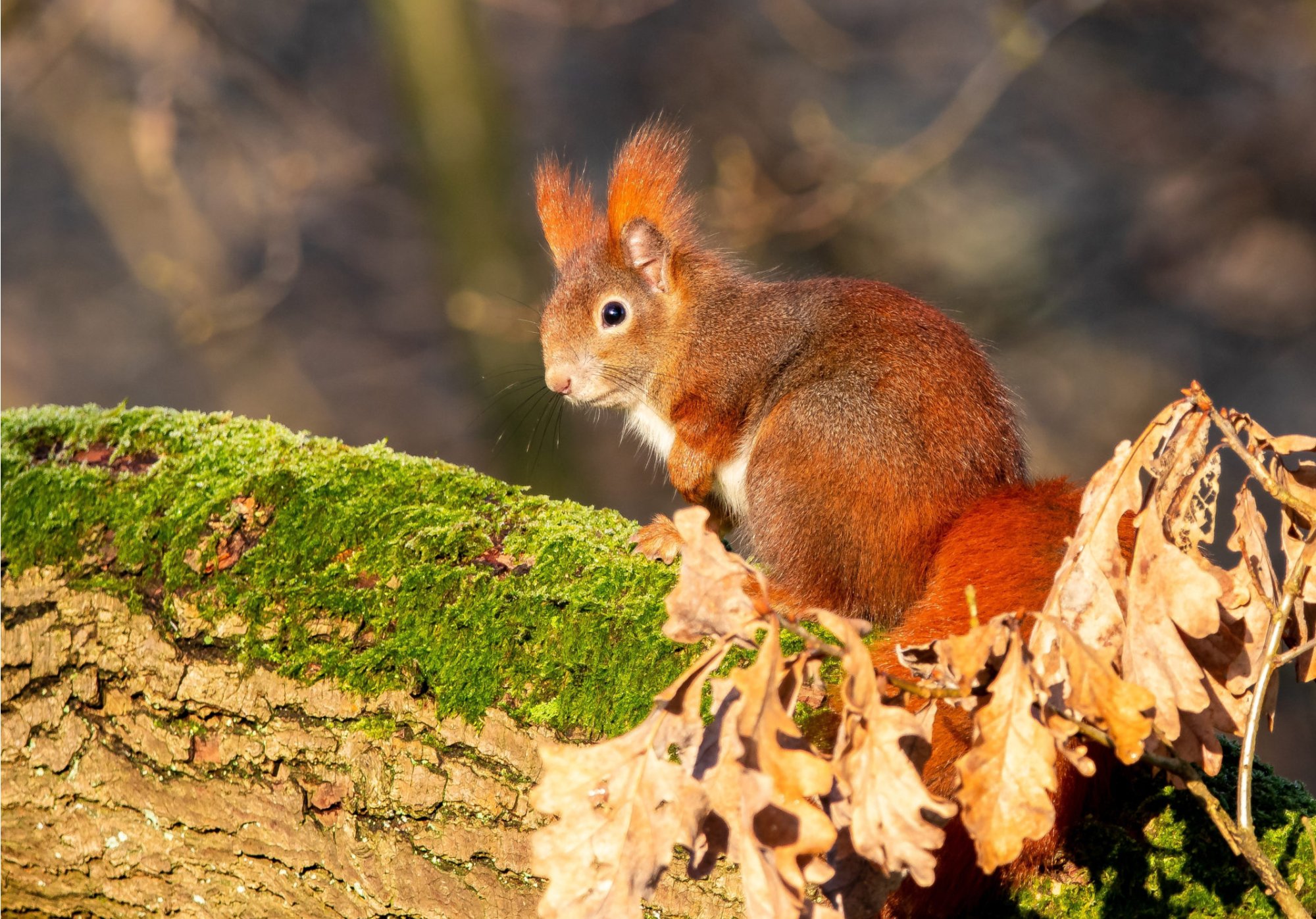 Zajímavosti o veverkách ke stažení