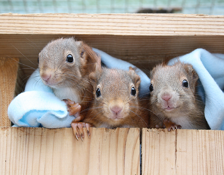 Jak veverka k člověku přišla