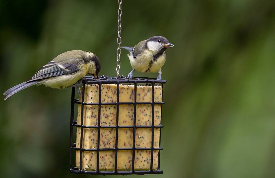 Celoroční dokrmování ptáků – urážky, mýty a fakta v české kotlině