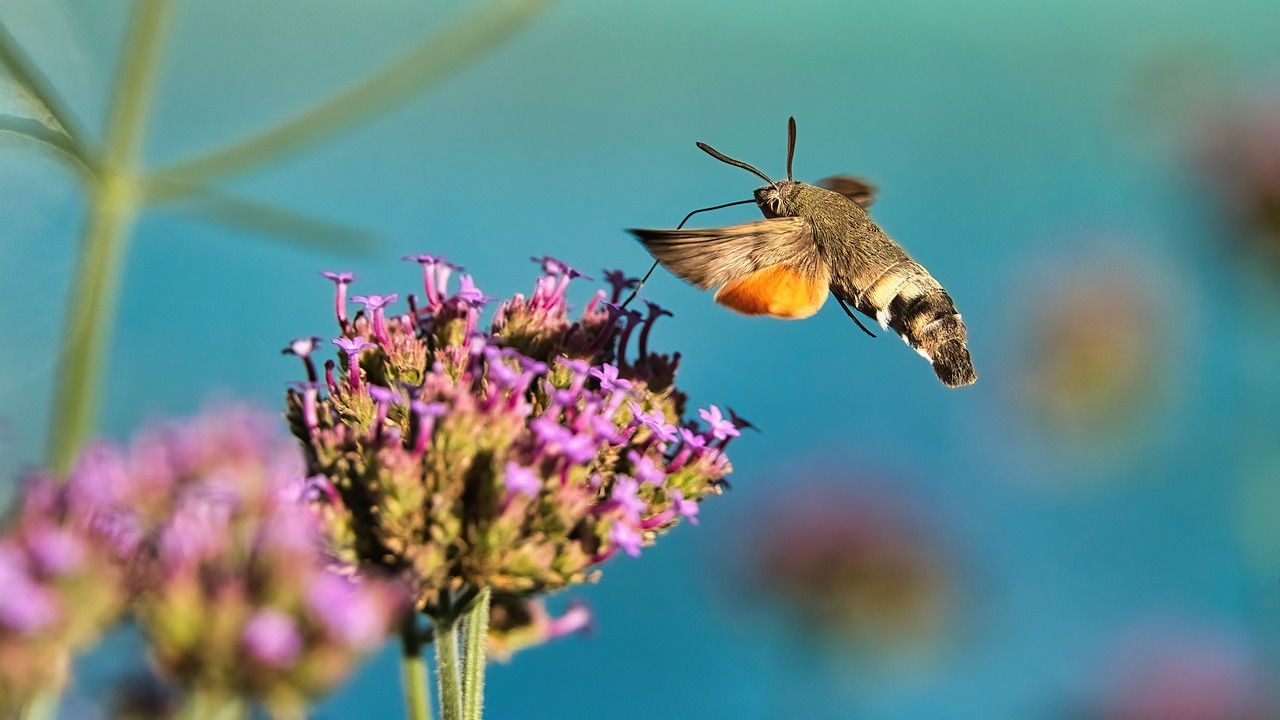 Motýl dlouhozobka svízelová