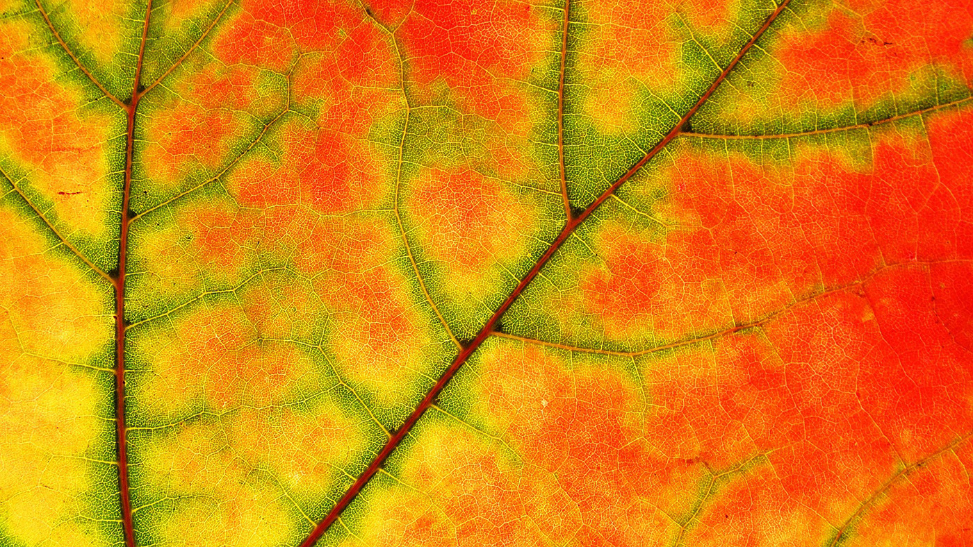 Proč jsou listy na podzim barevné a další zajímavosti ze světa stromů