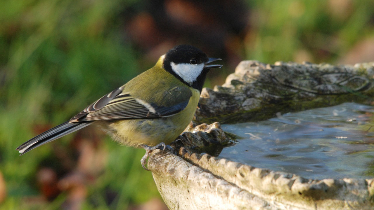 Pítko a koupel pro ptáky v zahradě