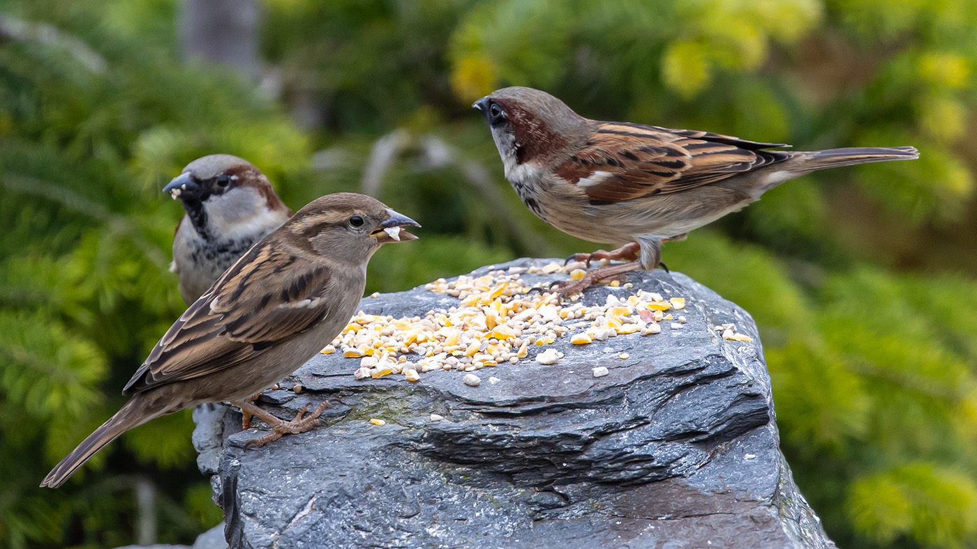 Vrabec polní a domácí – jeden za všechny a všichni za jednoho
