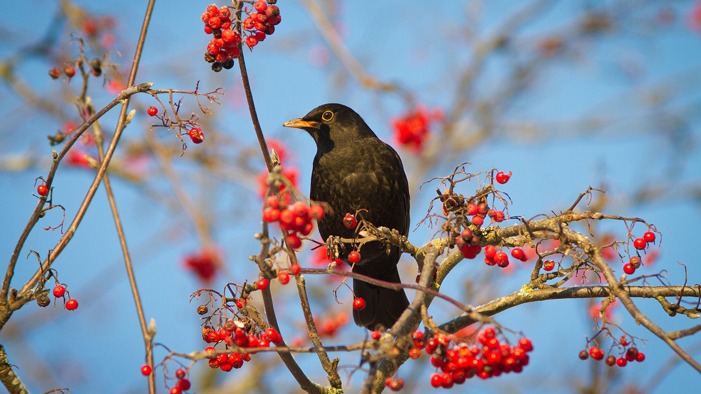 Kos černý – postrach všech žížal i dokonalý virtuos