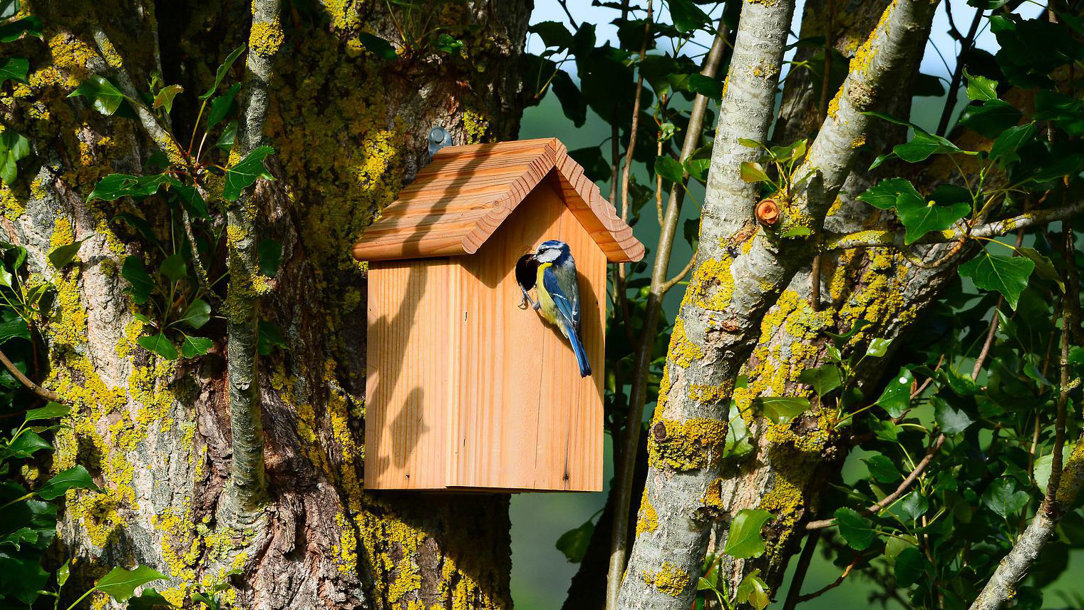 Jak vyrobit ptačí budku