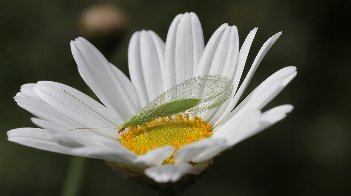 Poznejte s námi krásné a užitečné zlatoočky