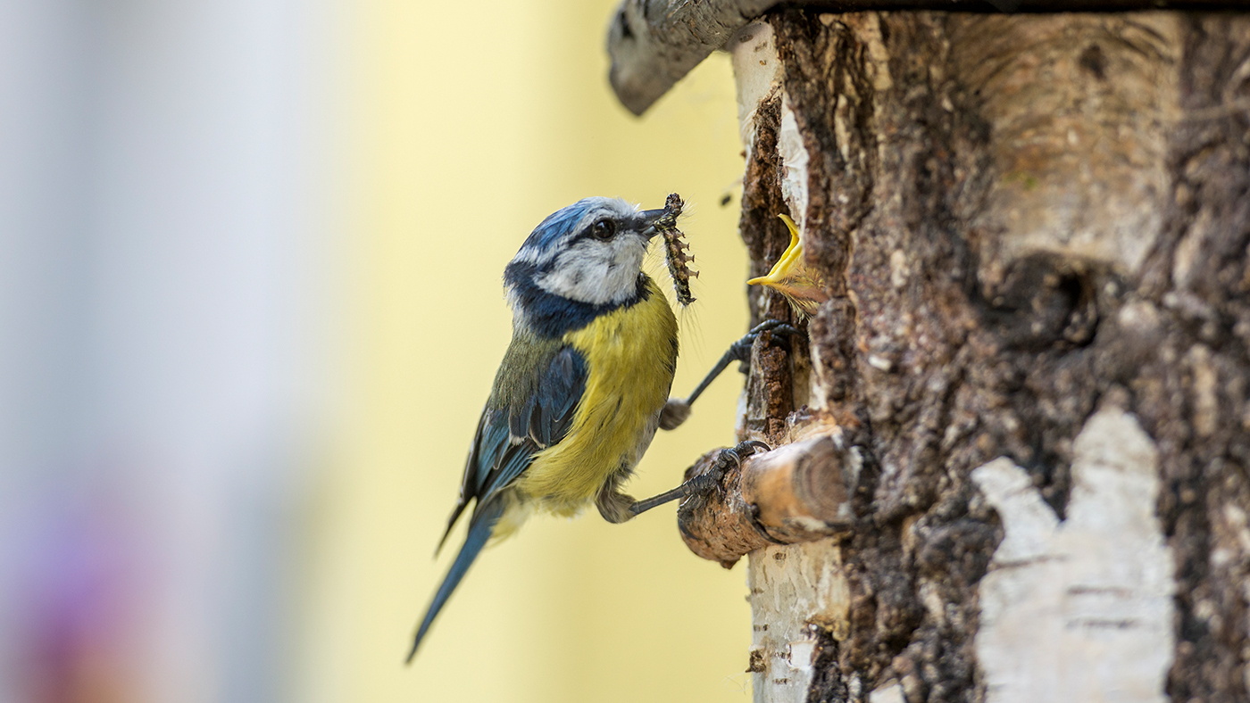 Kam umístit ptačí budku