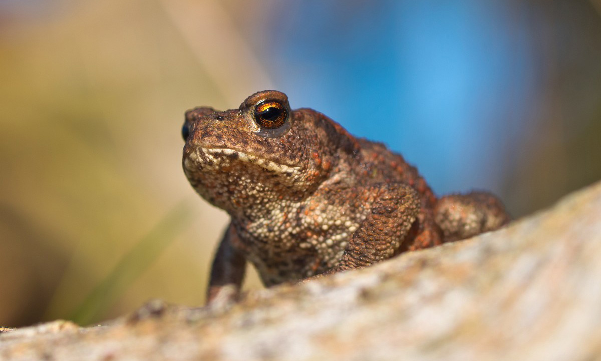 Jak vytvořit zimoviště pro žáby, čolky a plazy
