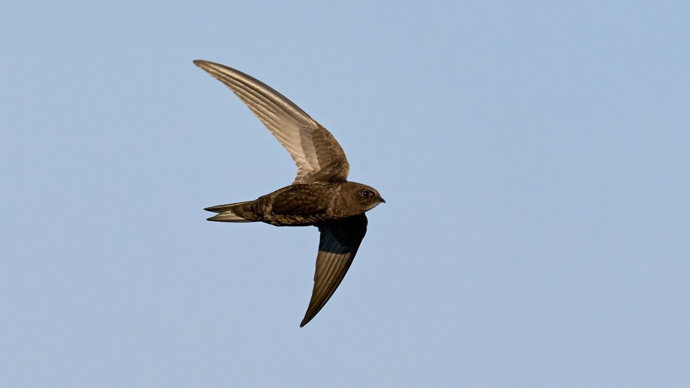 Rorýsi a jejich soužití s lidmi