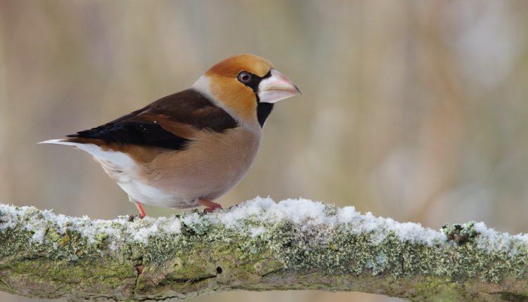 TOP 20 ptáků na krmítku