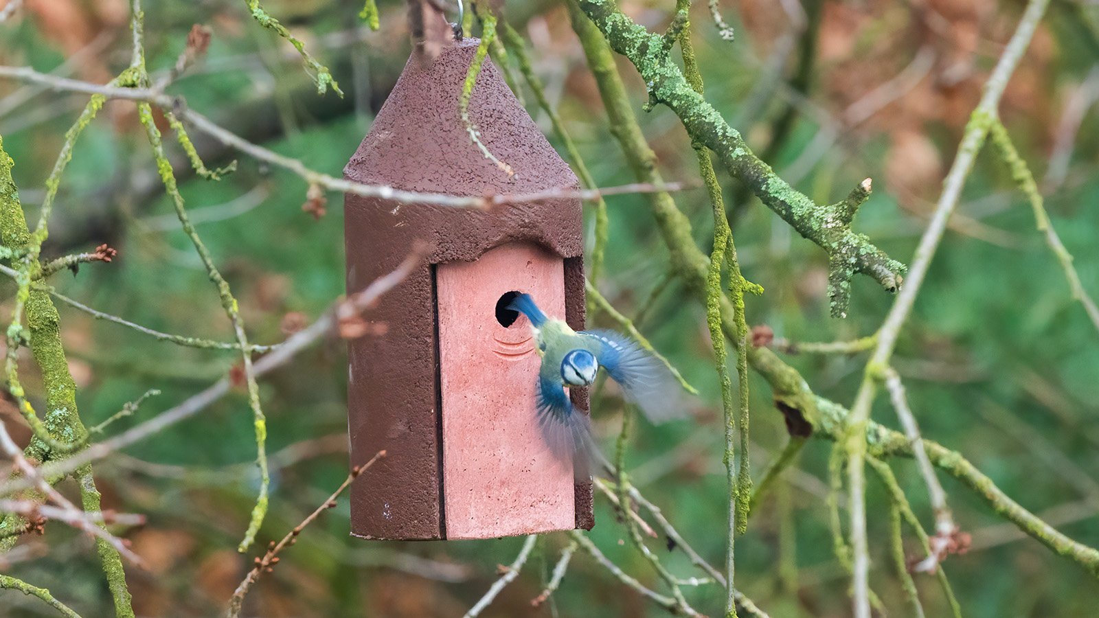 Jak pověsit ptačí budku na strom