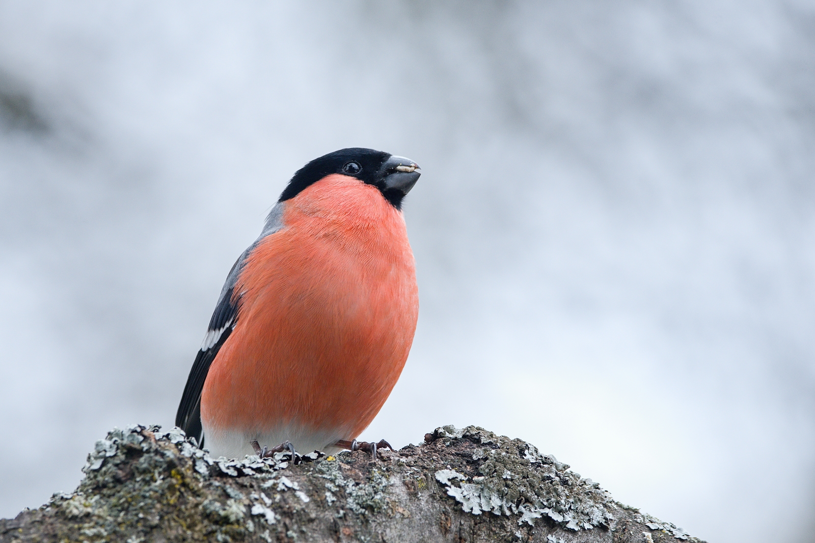 Čím přikrmovat ptáky kromě slunečnice