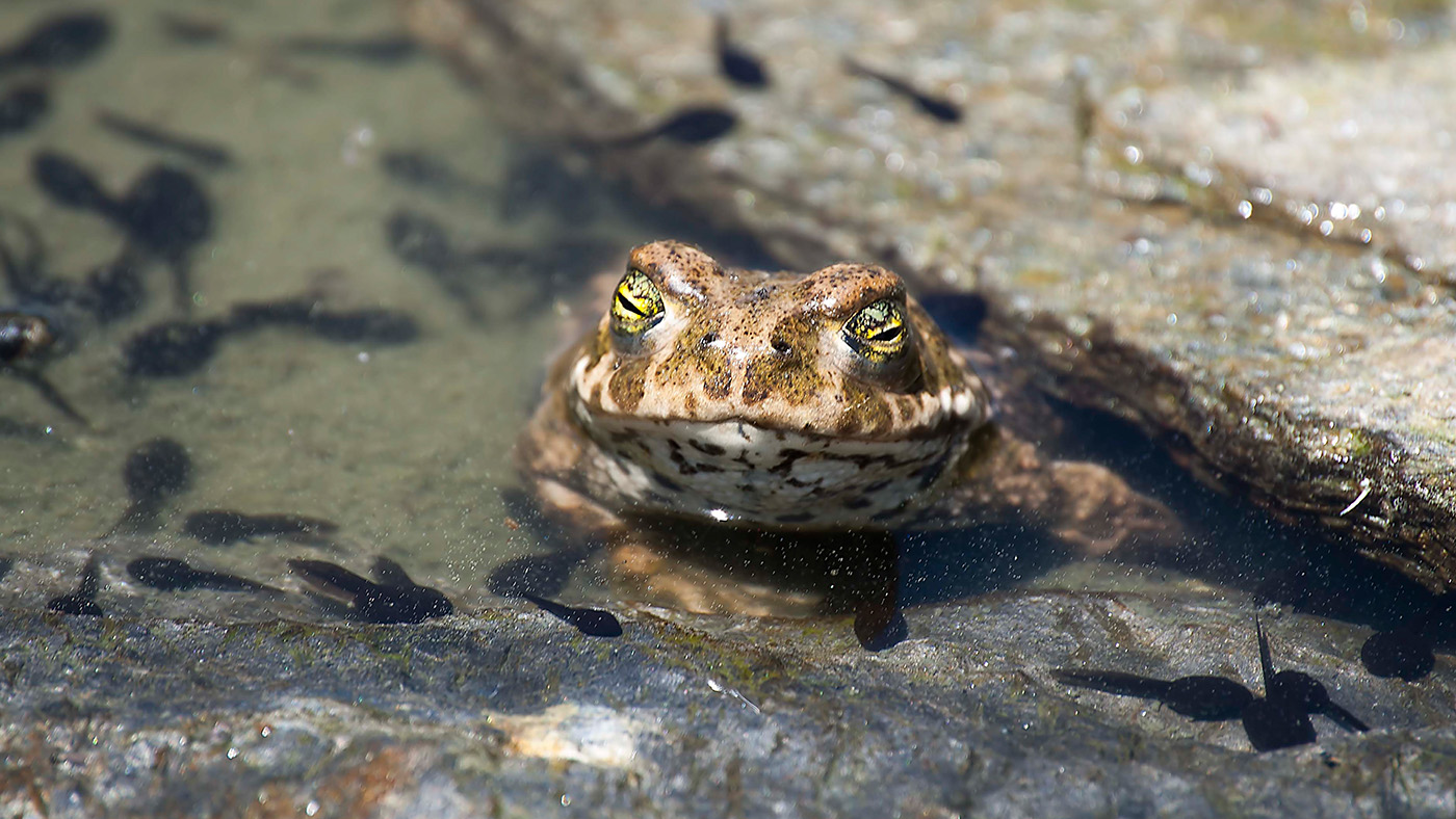 Zajímavosti o plazech a obojživelnících ke stažení