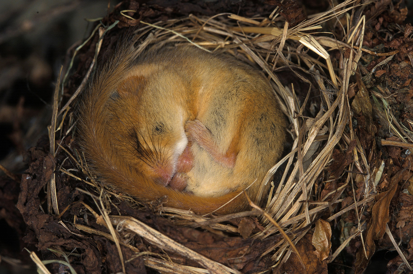 Hibernace aneb Jen tak v klidu zaspat zimu