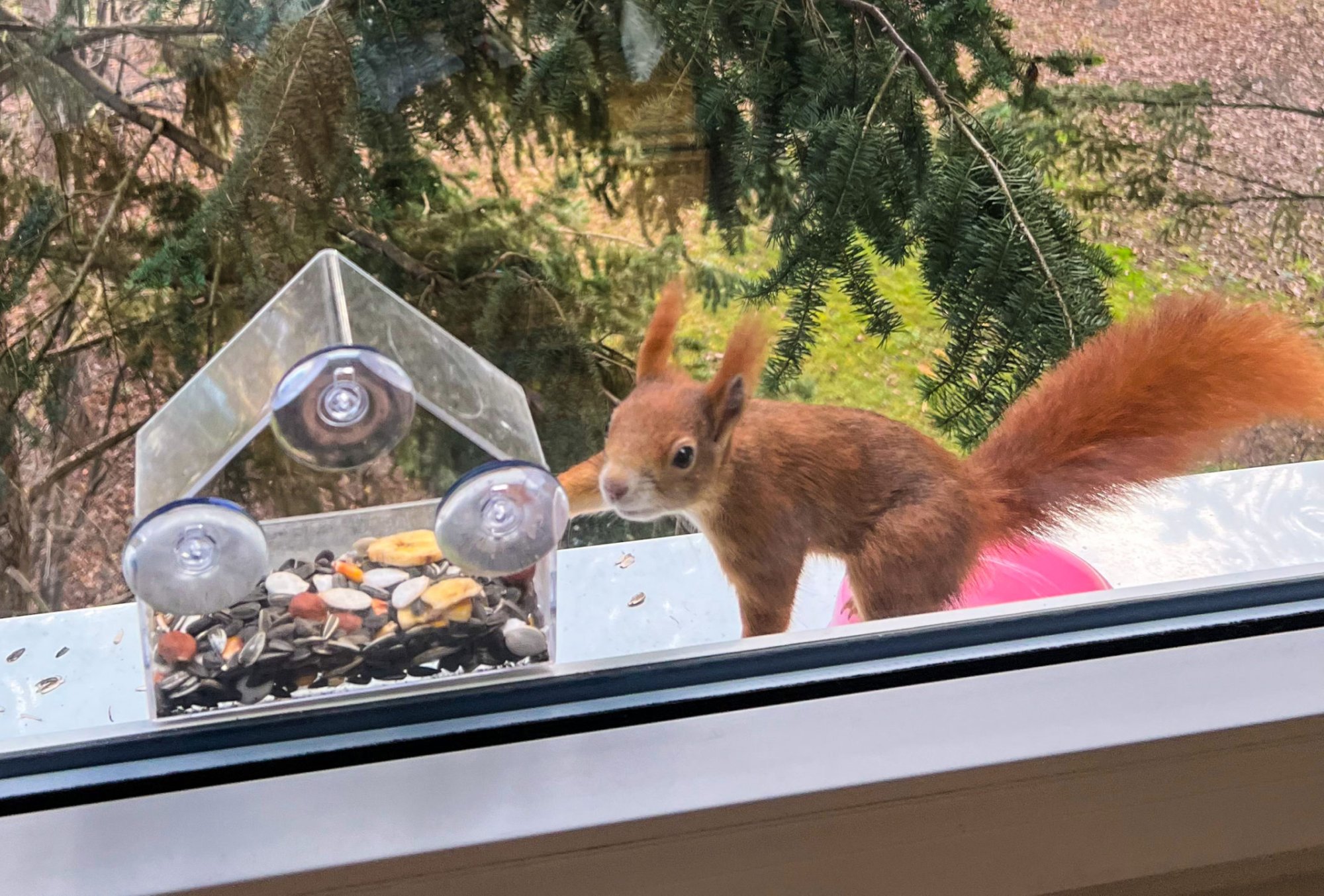 Čím přikrmovat veverky