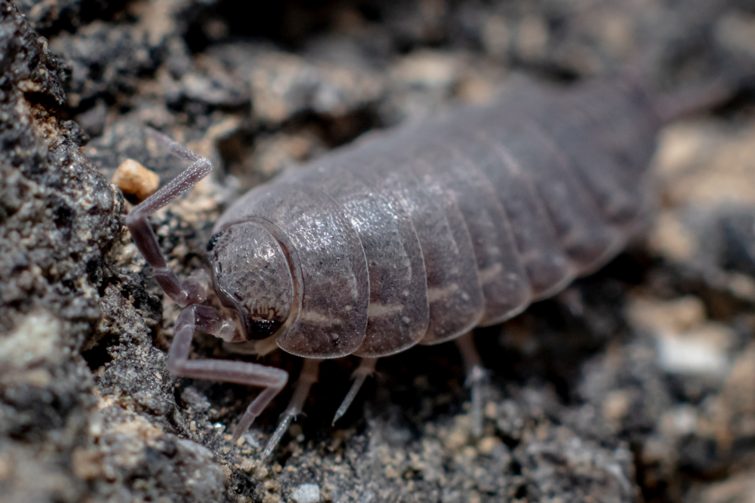 Stínky a svinky: mnoho důvodů, proč si je oblíbit