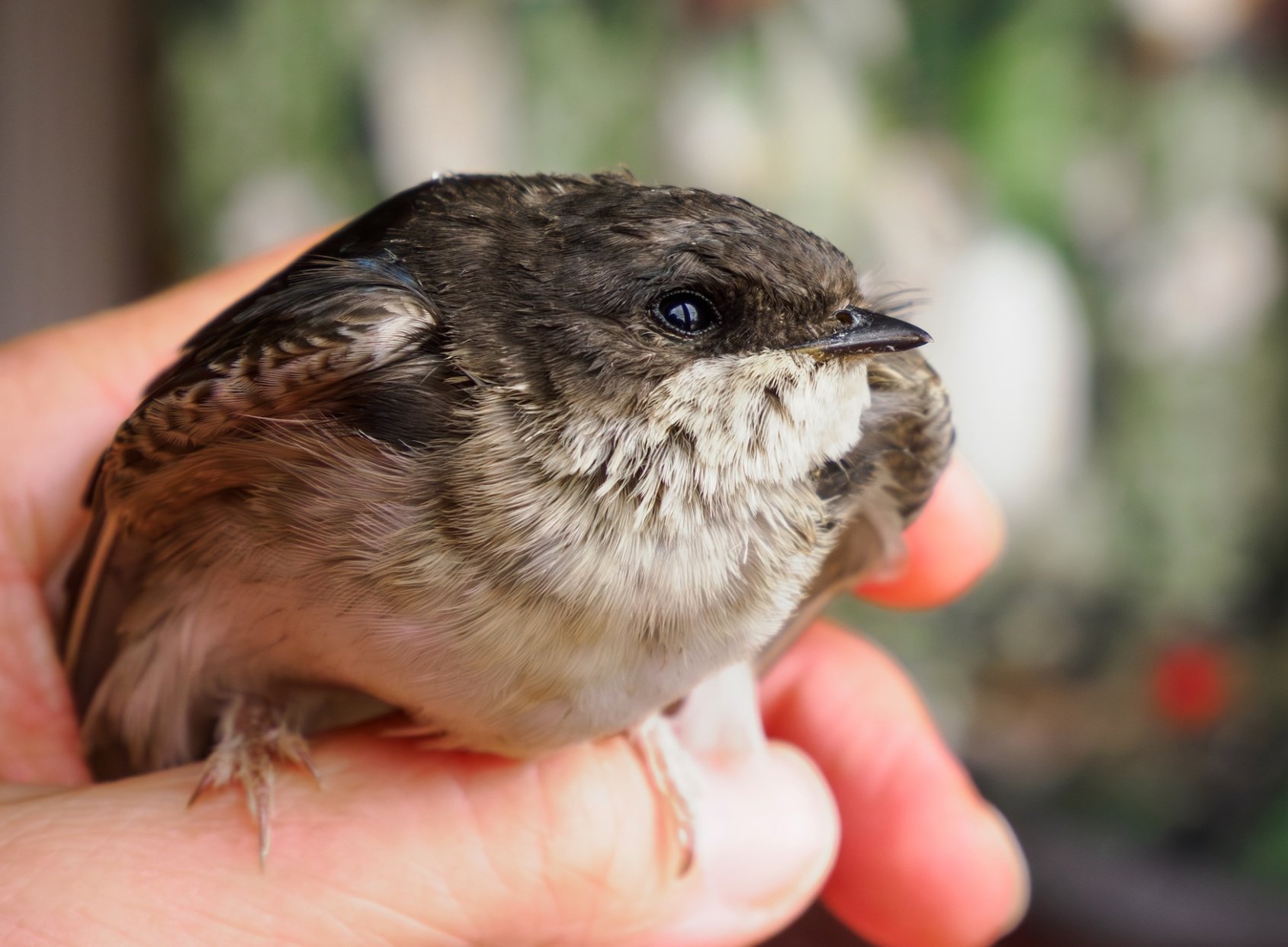 První pomoc pro ptáky v dešti a chladu? Tučné žrádlo, klid a teplo