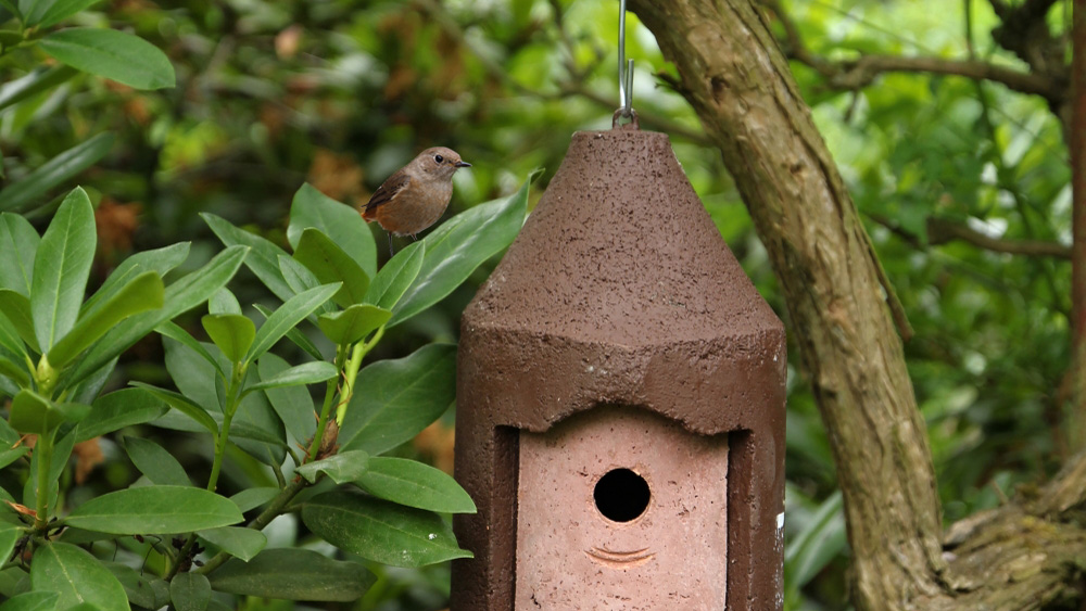 Není hřebík jako hřebík aneb Jak správně pověsit budku na strom?