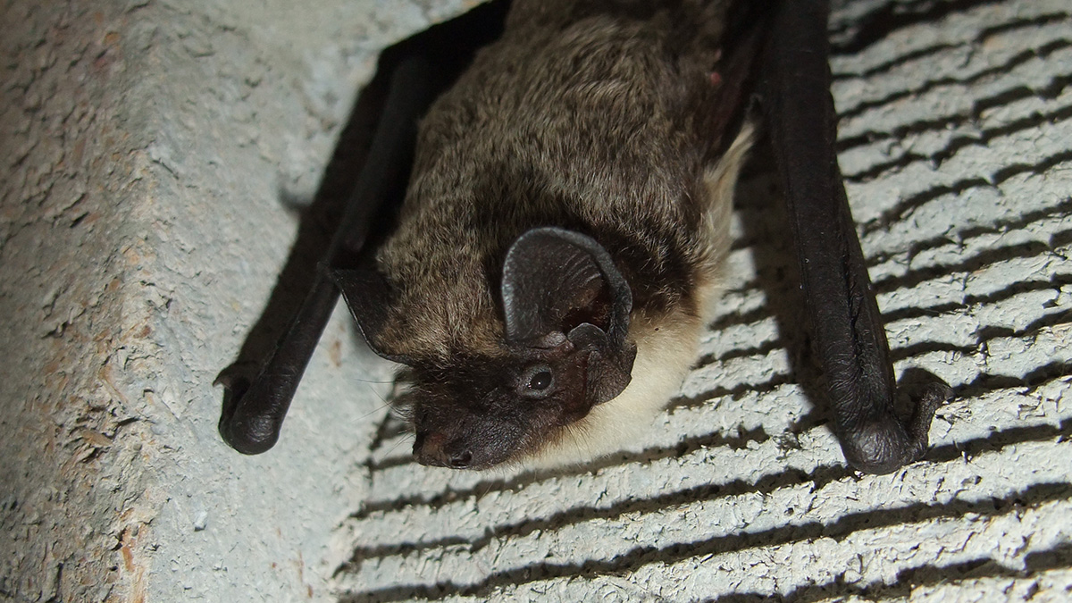 Zajímavosti o netopýrech ke stažení