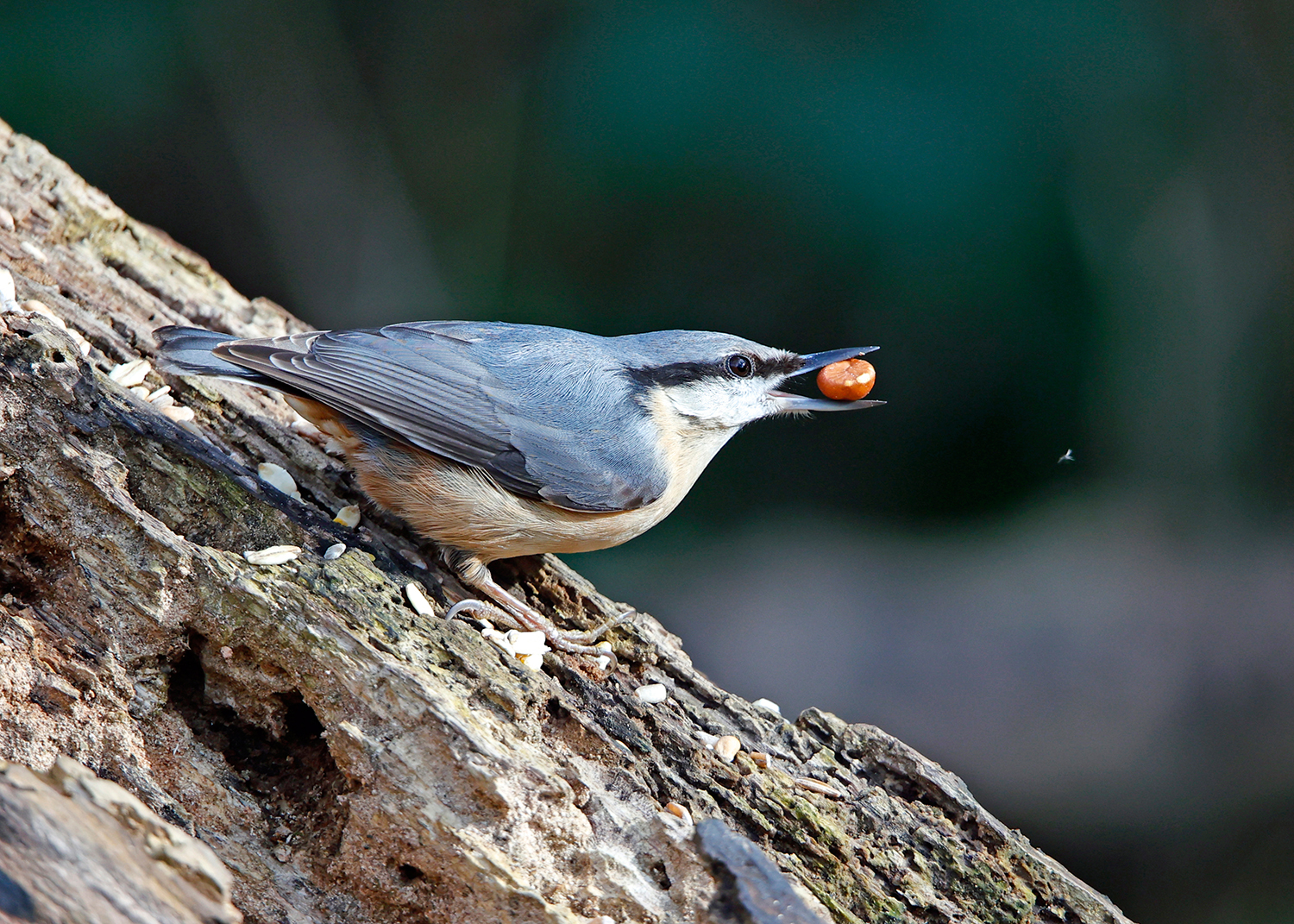 Brhlík lesní –⁠ hlavou dolů po kůře stromu