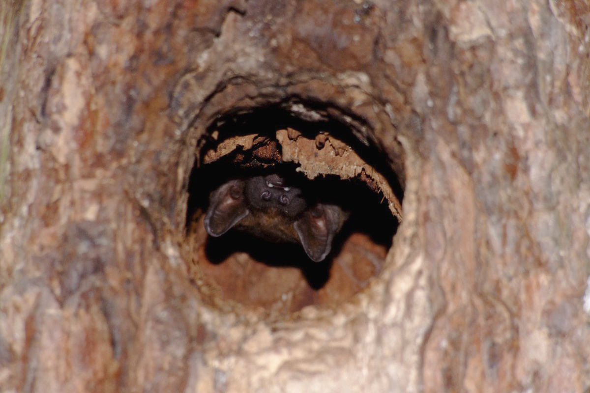 Netopýři a stromy