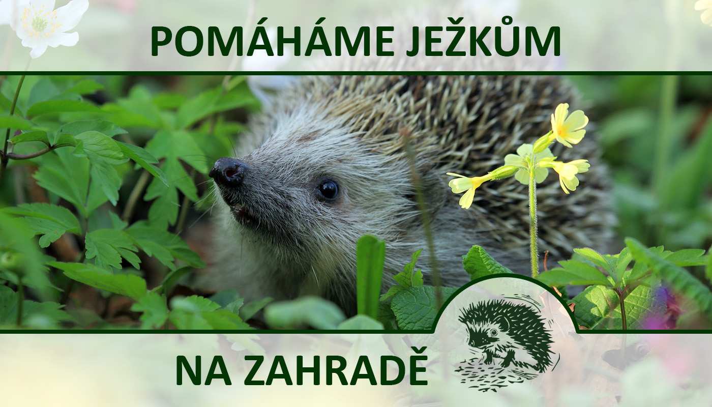 Pomáháme ježkům na zahradě