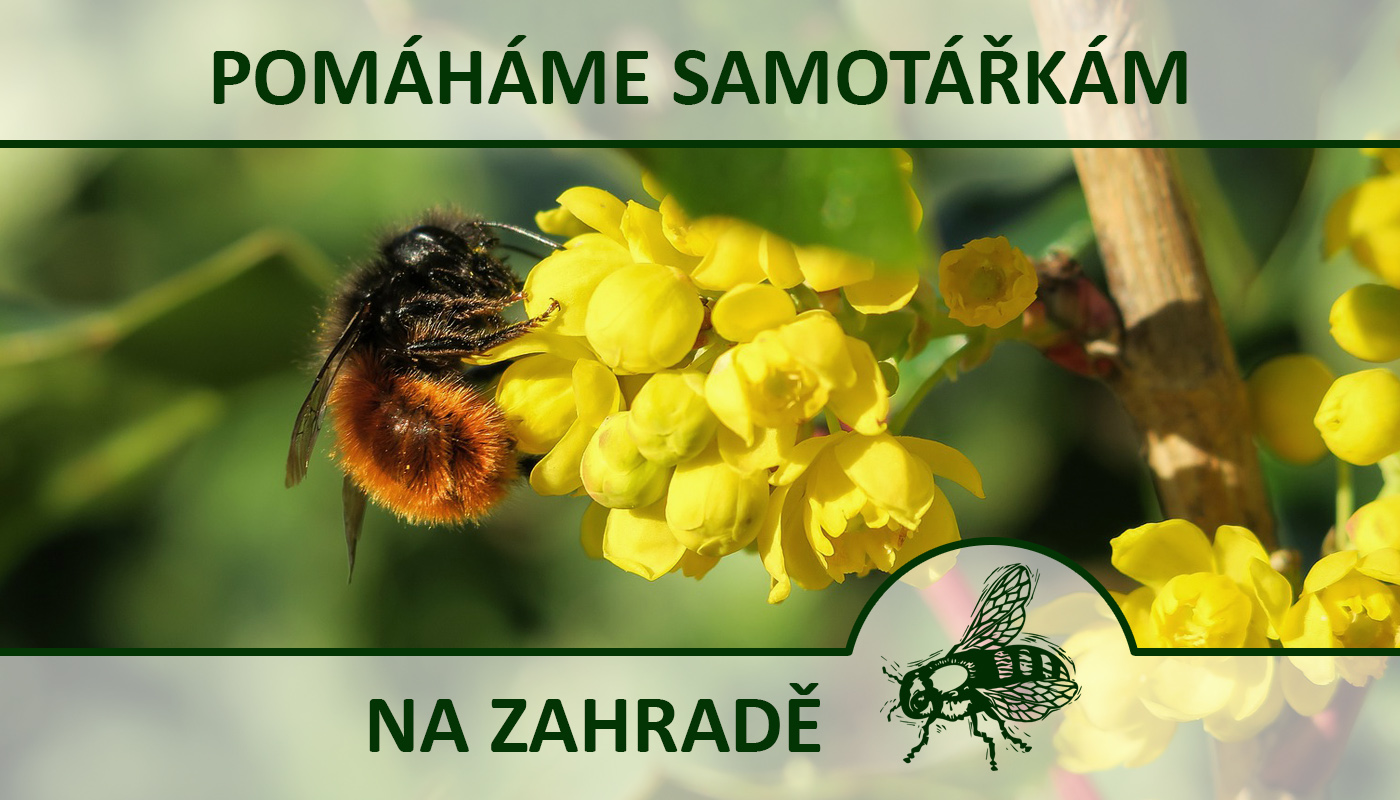 Pomáháme včelkám samotářkám na zahradě